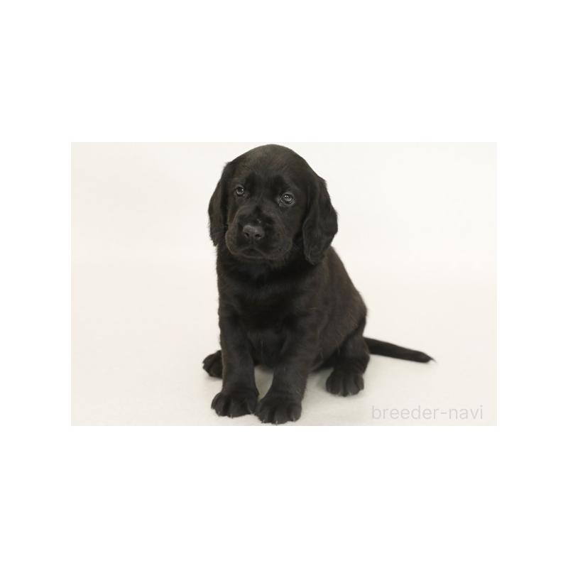 販売中の神奈川県のミックス犬-401158の1枚目